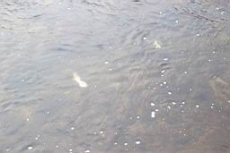 inquinamento 27-02-2005 007.jpg